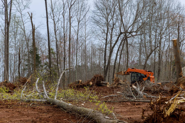 How Our Tree Care Process Works  in  Glastonbury Center, CT